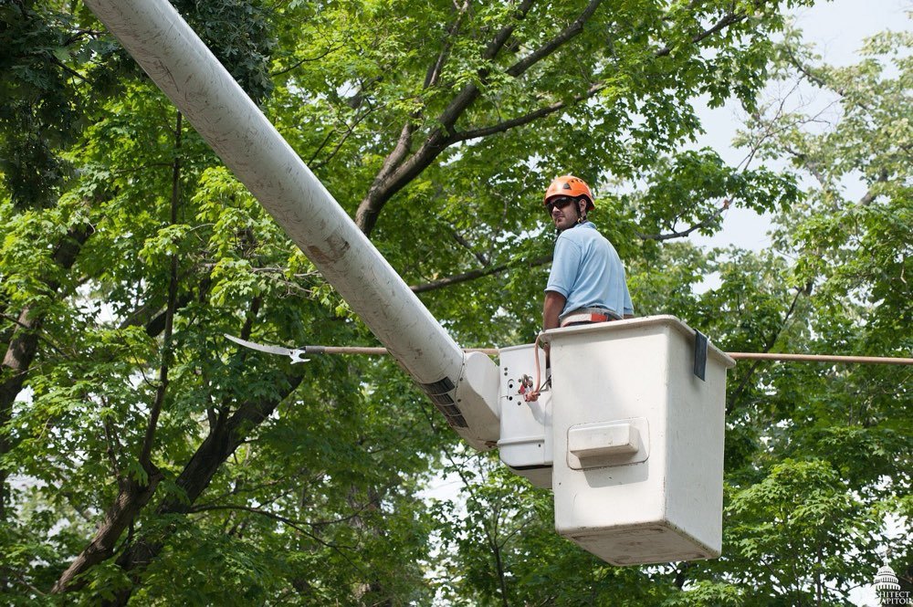 Hazard Tree Assessment