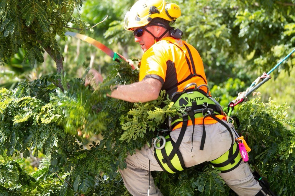 Tree Trimming & Pruning