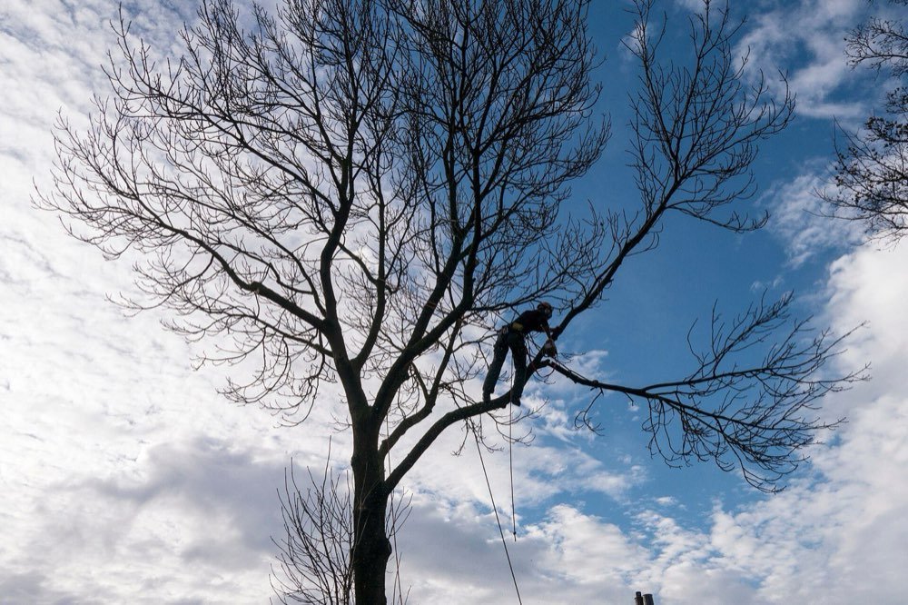 Tree Removal