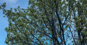 daily weekly and monthly blog posting schedules for tree companies